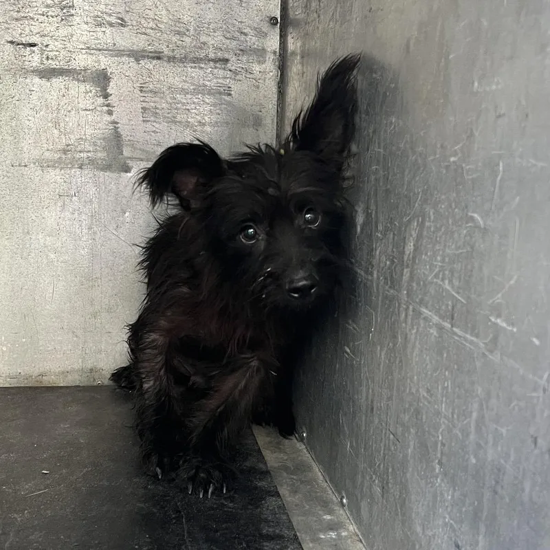 An adult small-sized male Black Yorkshire Terrier dog named Matthew McConaughey for adoption in Edinburg, TX