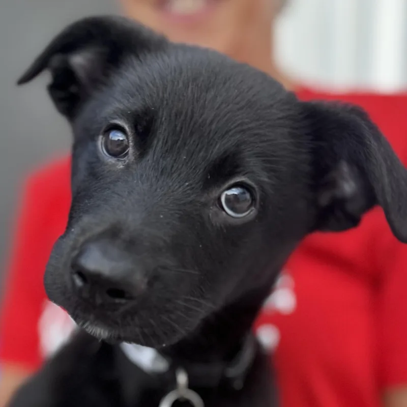 A baby medium-sized male Retriever dog named Marshall for adoption in Palatine, IL