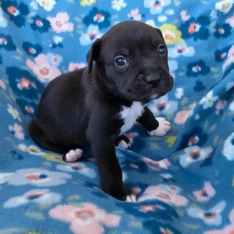 A baby small-sized female Black Pit Bull Terrier dog named Lasagna for adoption in Jackson, MO