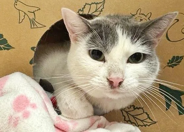 An adult small-sized female Domestic Short Hair cat named Rocky Road for adoption in Saint Louis, MO