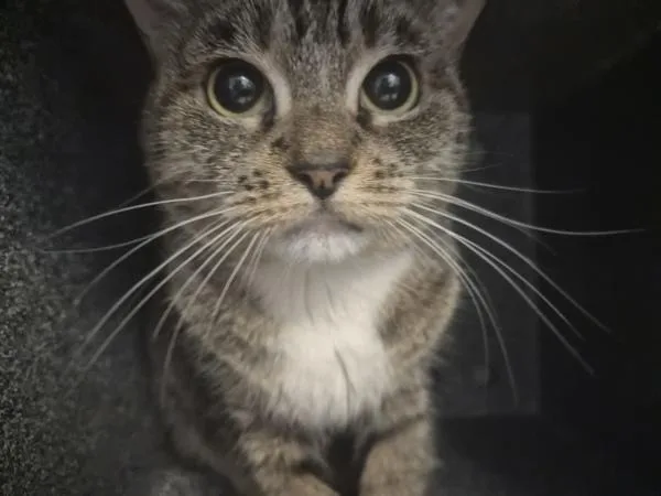 An adult medium-sized female Domestic Short Hair cat named Basil for adoption in New York, NY