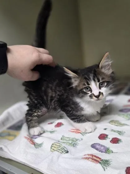 A baby small-sized male Domestic Short Hair cat named Butter for adoption in Westland, MI
