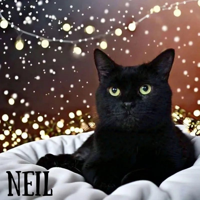 Neil thumbnail 2
