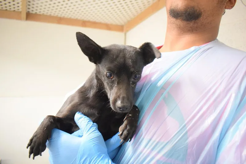 A baby medium-sized male Chihuahua dog named Johnny for adoption in Pahrump, NV