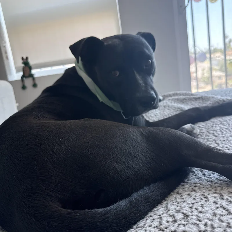 An adult medium-sized male Black Labrador Retriever dog named Watson for adoption in San Diego, CA