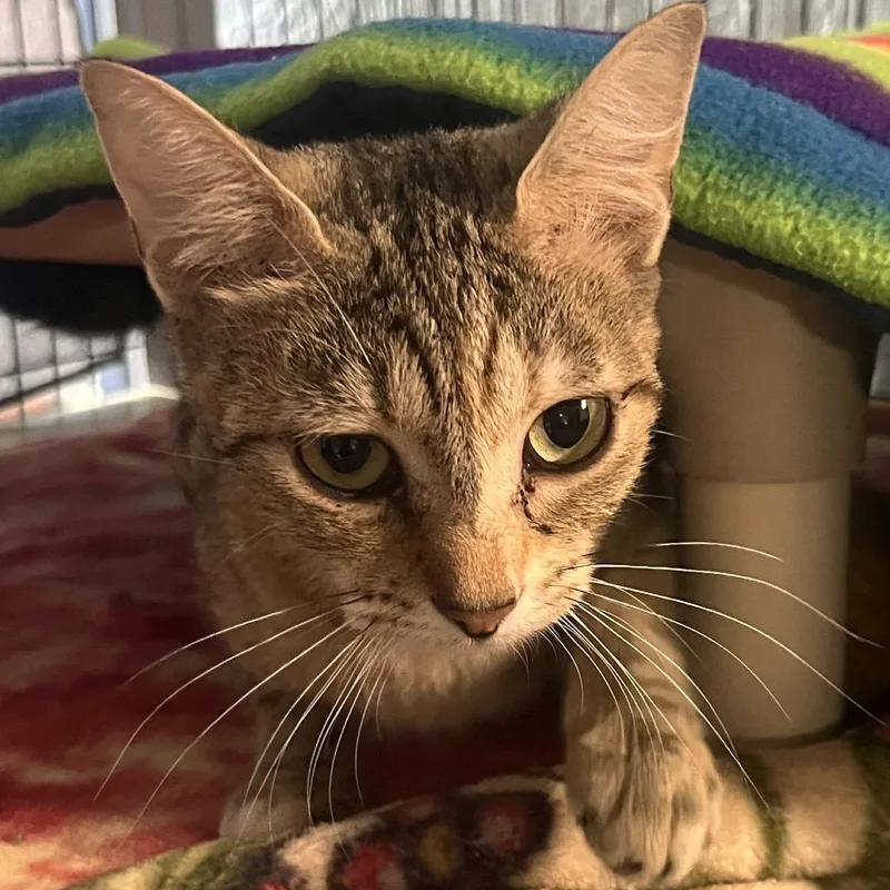 A young medium-sized female Gray / Blue / Silver Domestic Short Hair cat named Minestrone for adoption in Clarksville, AR
