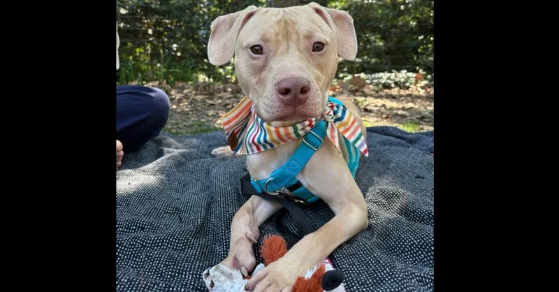 A baby medium-sized male Brown / Chocolate Mixed Breed dog named Owen for adoption in New York, NY