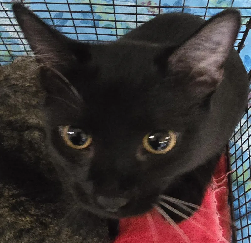 A young small-sized male Domestic Short Hair cat named A for adoption in San Pedro, CA