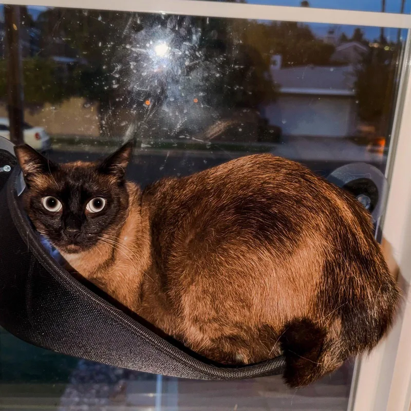 An adult medium-sized male Siamese cat named Siami for adoption in Los Angeles, CA