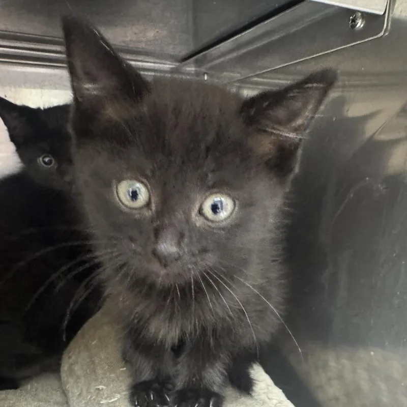 A baby small-sized female Black Domestic Medium Hair cat named Celtic for adoption in Blue Ridge, GA