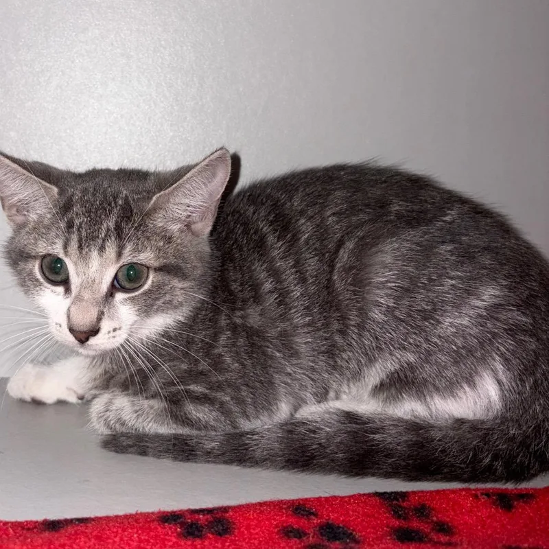 A baby small-sized female Domestic Short Hair cat named Raven for adoption in Sarasota, FL