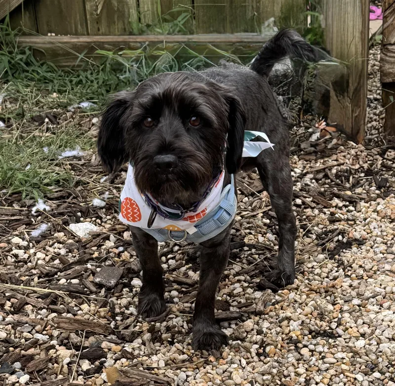 An adult medium-sized male Poodle dog named Griffin for adoption in Ellicott City, MD