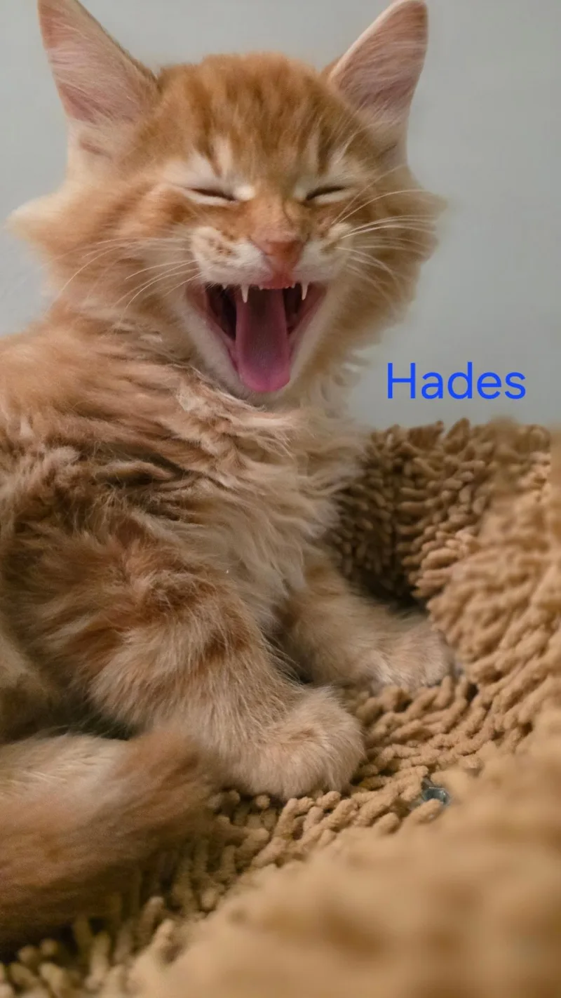 Hades thumbnail 2