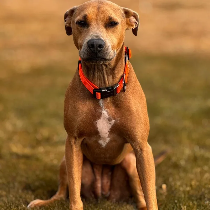 An adult medium-sized female Red / Chestnut / Orange Mixed Breed dog named Peaches for adoption in Idaho Falls, ID