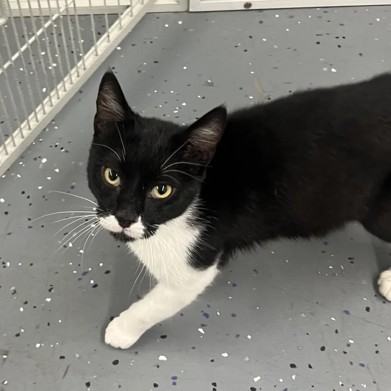 A young medium-sized male Black Domestic Short Hair cat named Gizmo for adoption in Park City, UT