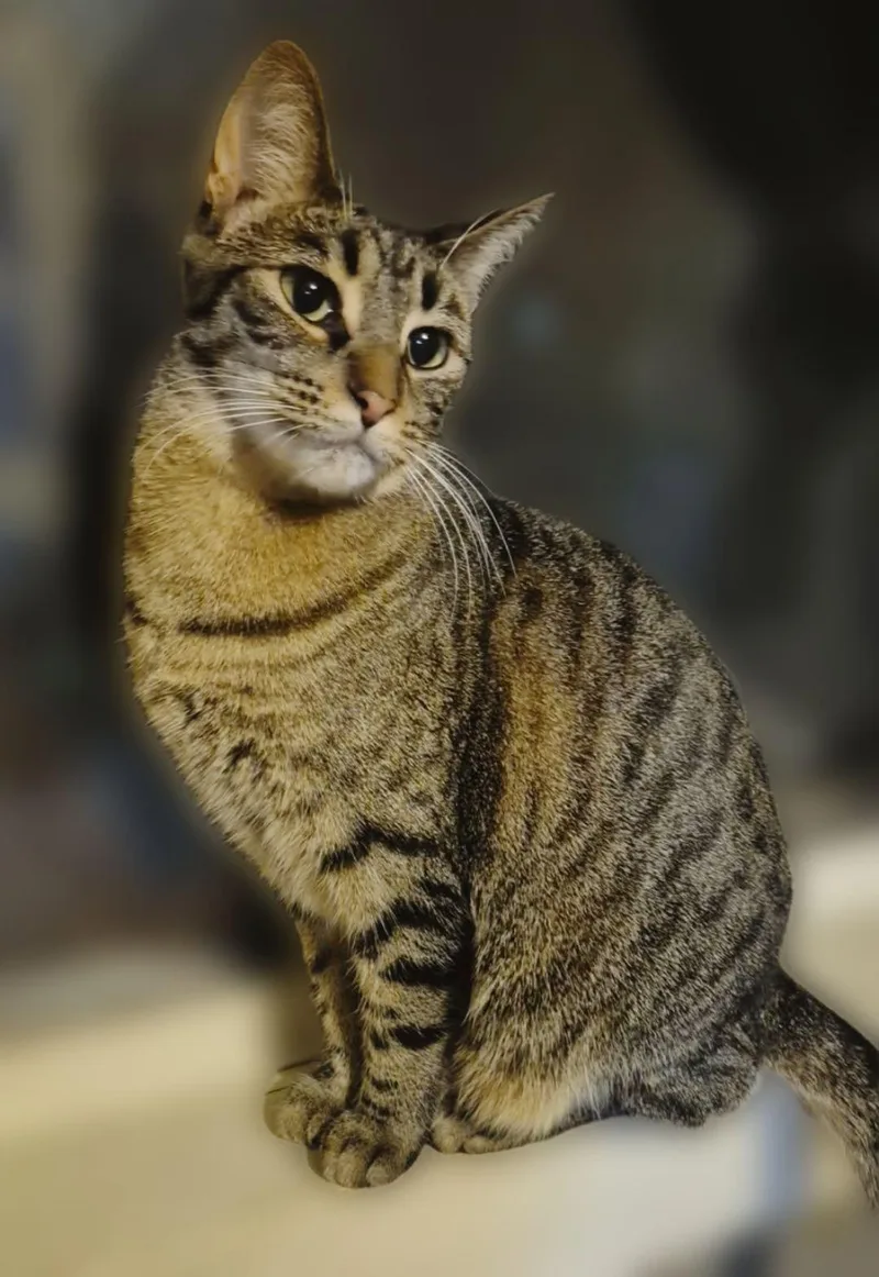 An adult medium-sized female Domestic Short Hair cat named Jill for adoption in Holland, Michigan
