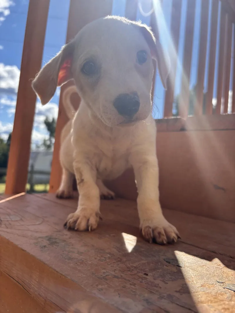 A baby small-sized male Terrier dog named Doppio Aug for adoption in Pacolet, SC