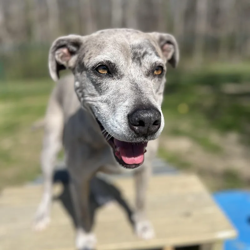 Scarlett thumbnail 2