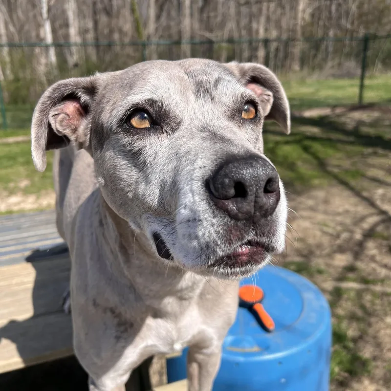 Scarlett thumbnail 3