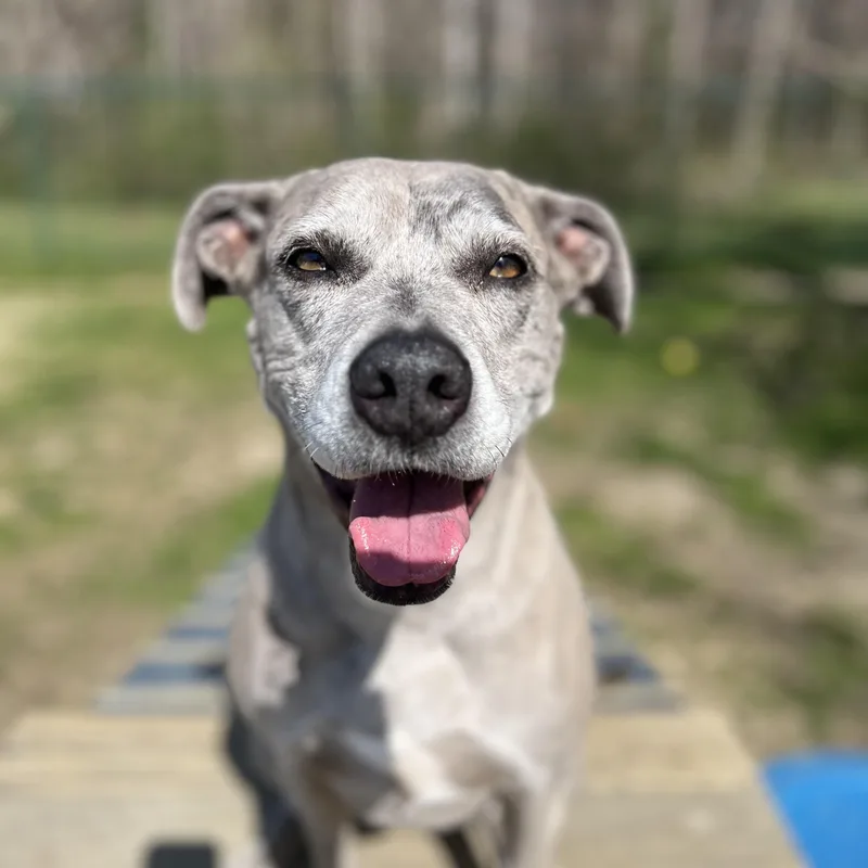 Scarlett thumbnail 4