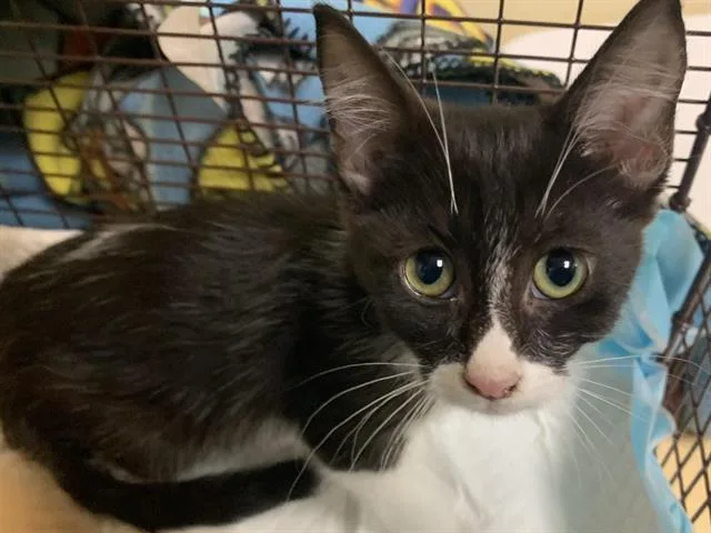 A baby small-sized female Domestic Short Hair cat named Vivi for adoption in Sacramento, CA