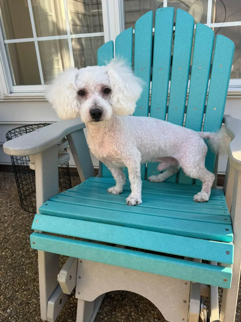An adult small-sized male Bichon Frise dog named Princeton for adoption in Norfolk, VA