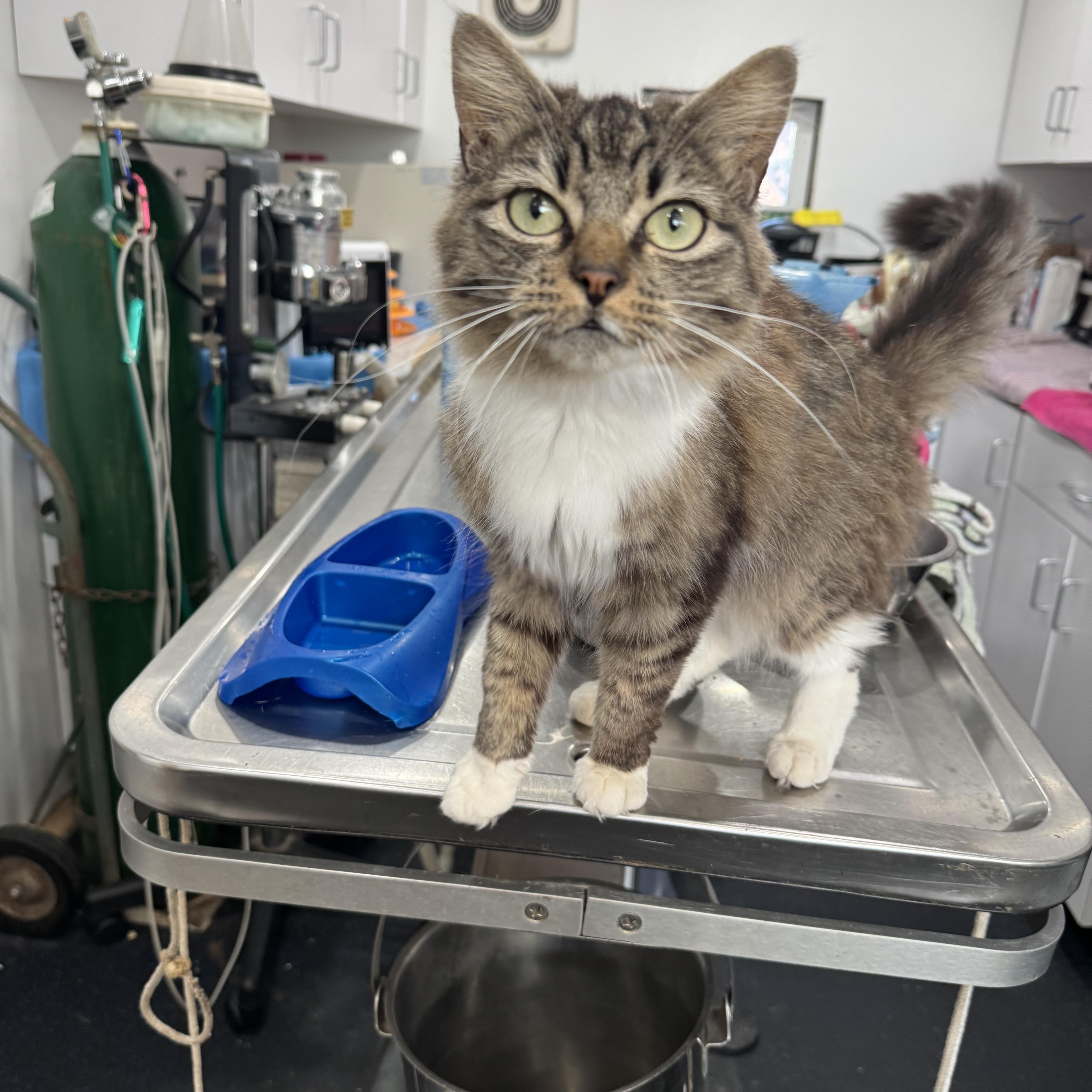 A young small-sized female Tabby (Brown / Chocolate) Domestic Long Hair cat named Maple for adoption in East Orange, NJ