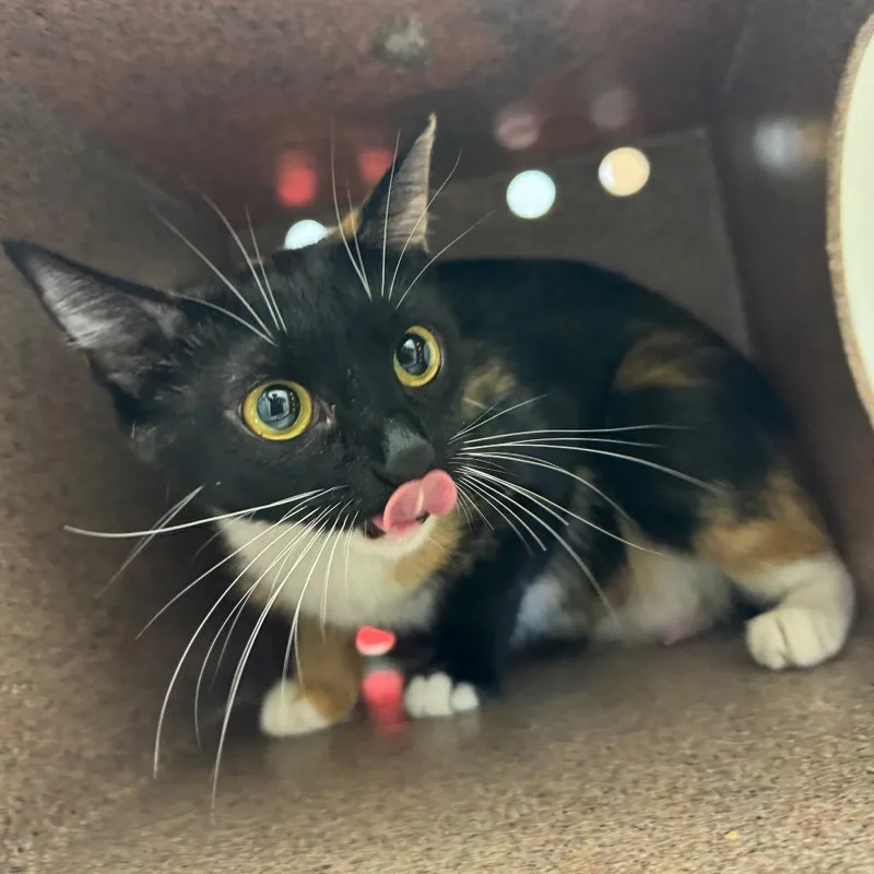 An adult medium-sized female Calico Domestic Short Hair cat named Charlotte for adoption in Birmingham, AL