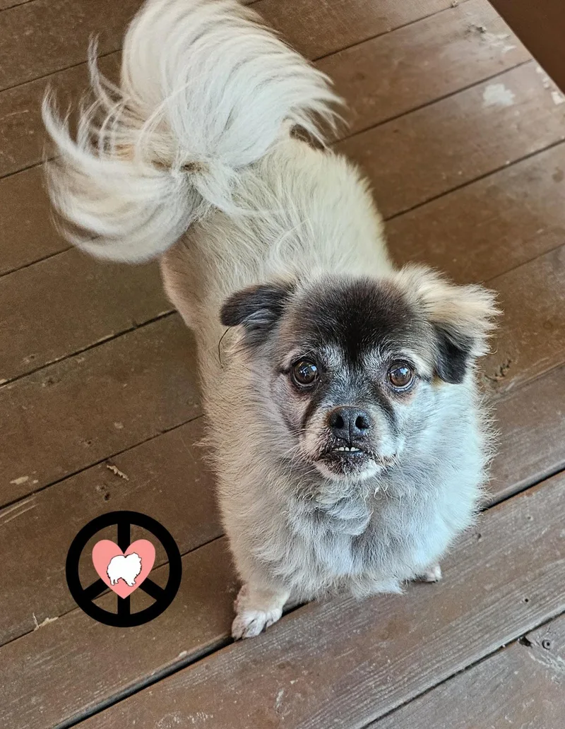 An adult small-sized male Pomeranian dog named Bahama for adoption in Lebanon, PA