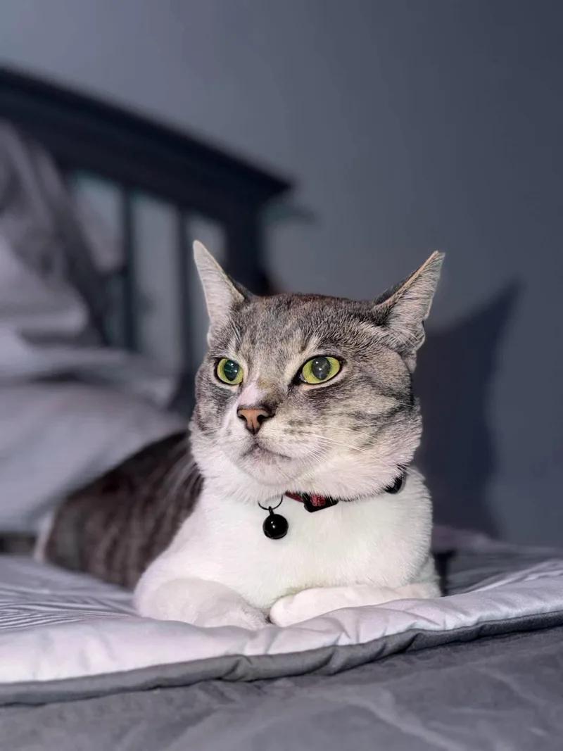 A young medium-sized male Domestic Short Hair cat named Elon for adoption in Lodi, CA