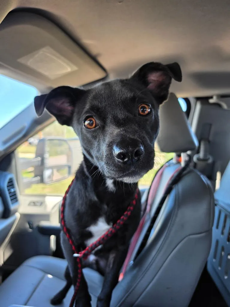 An adult small-sized male Terrier dog named Mickey Mouse for adoption in Rockport, TX