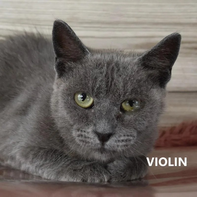 An adult extra large-sized female Gray / Blue / Silver Domestic Short Hair cat named Violin for adoption in Yuma, AZ