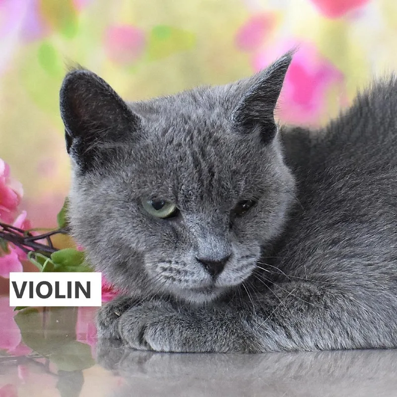 Violin thumbnail 2