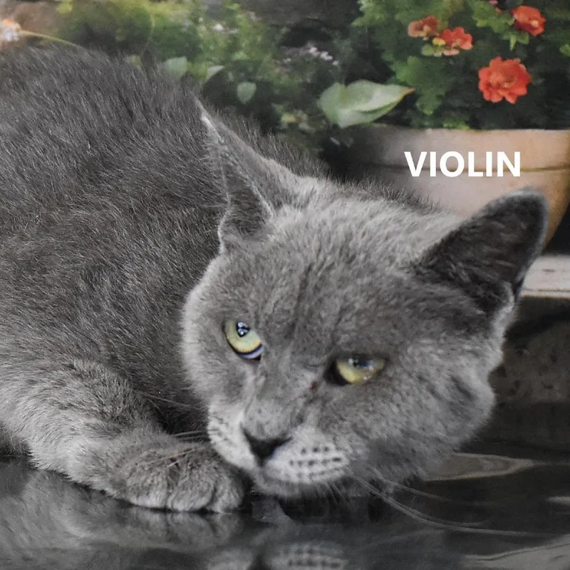 Violin thumbnail 3