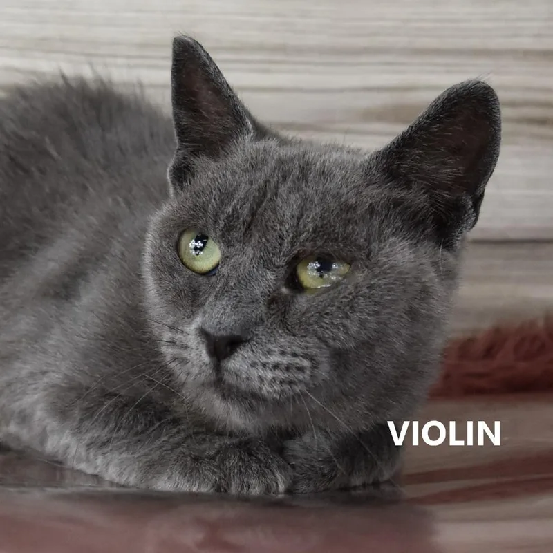 Violin thumbnail 4