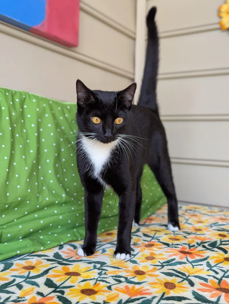 A baby medium-sized female Black & White / Tuxedo Tuxedo cat named Chip for adoption in Tucker, GA