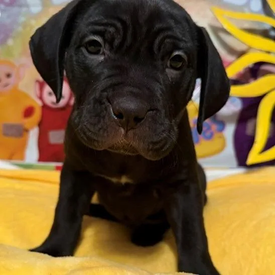 A baby large-sized female Rottweiler dog named LaeLae for adoption in Normal, IL