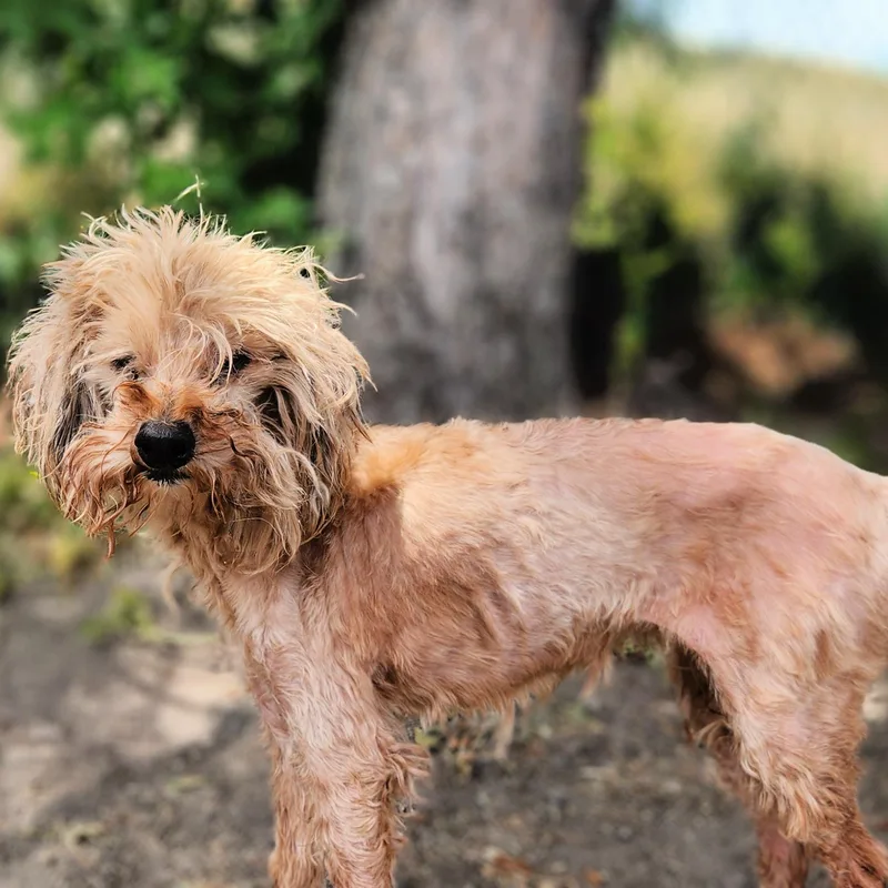 A senior small-sized female Golden Miniature Poodle dog named Patience for adoption in Lindon, UT