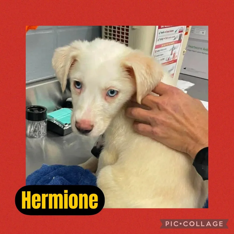 A baby medium-sized female Yellow / Tan / Blond / Fawn Australian Cattle Dog / Blue Heeler dog named Hermione for adoption in Ringwood, NJ