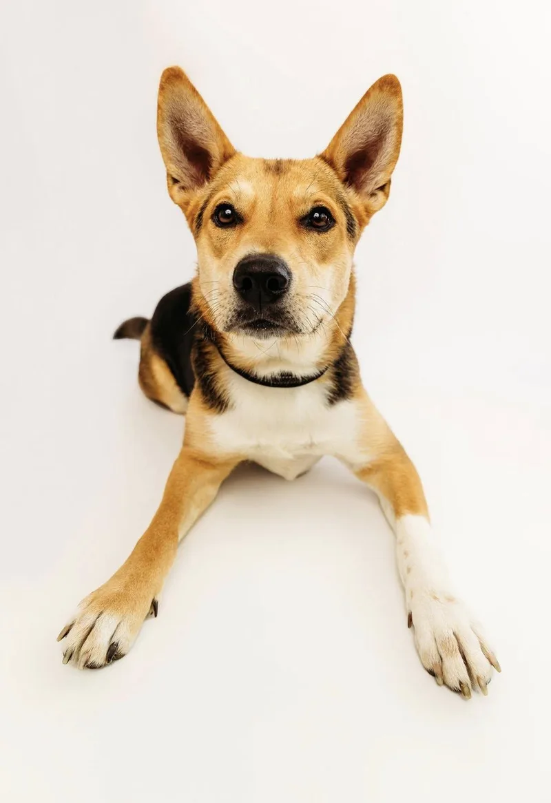 A young medium-sized female German Shepherd Dog dog named Dahlia for adoption in Cypress, TX