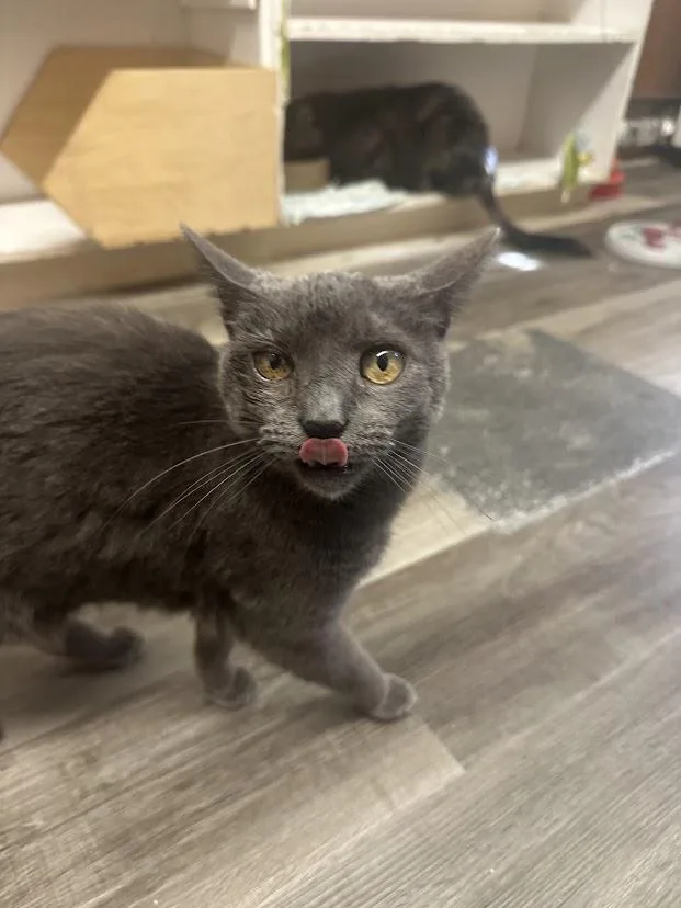A senior medium-sized male Domestic Short Hair cat named Minnow for adoption in Ocean View, NJ