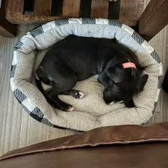 A baby medium-sized female Black Mixed Breed dog named Orca for adoption in Schaumburg, IL