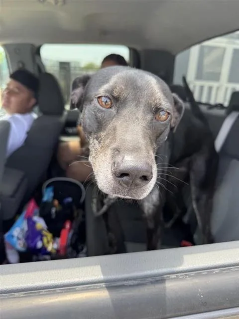 An adult medium-sized male Labrador Retriever dog named Tyson for adoption in San Antonio, TX