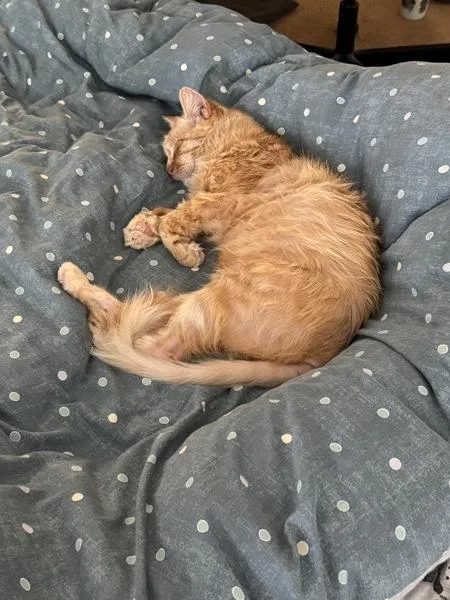 A senior medium-sized male Domestic Long Hair cat named Leo for adoption in San Diego, CA