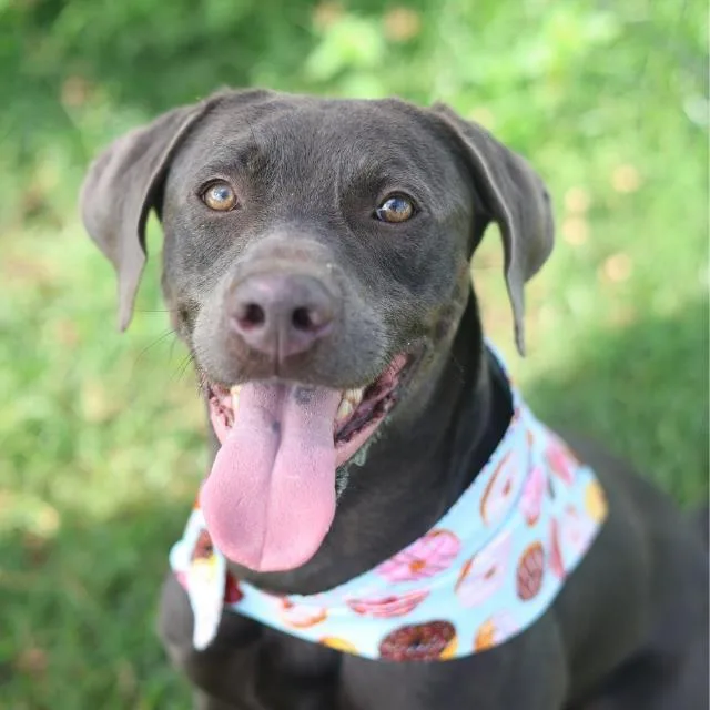 An adult large-sized male Weimaraner dog named Obi Wan for adoption in San Antonio, TX