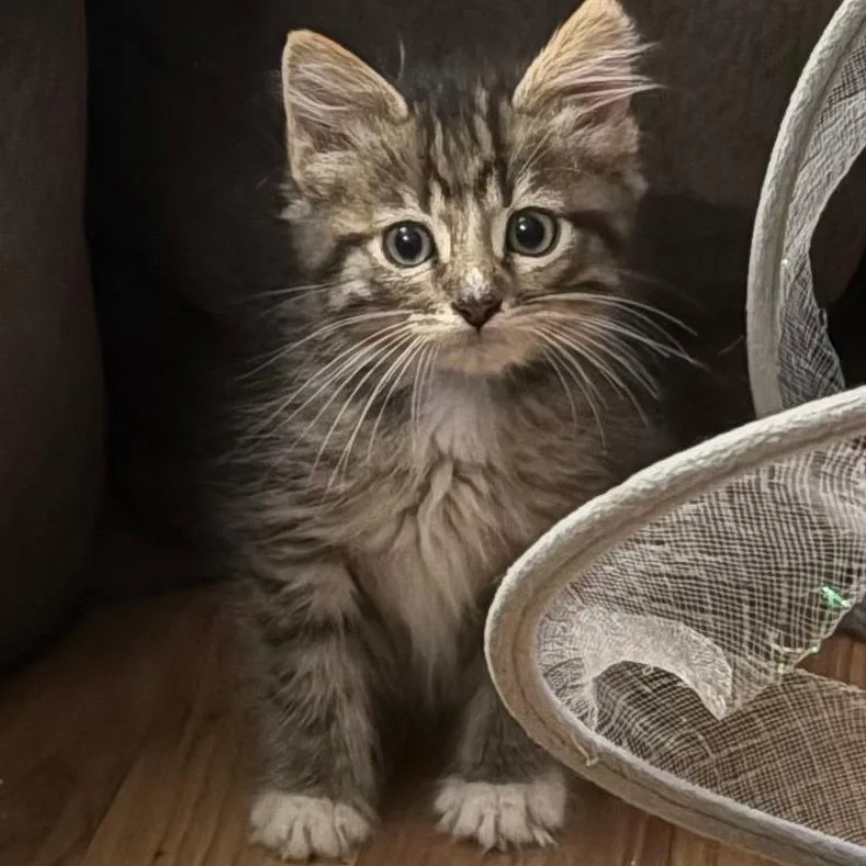 A baby small-sized male Domestic Medium Hair cat named Teacup for adoption in Manhattan, KS