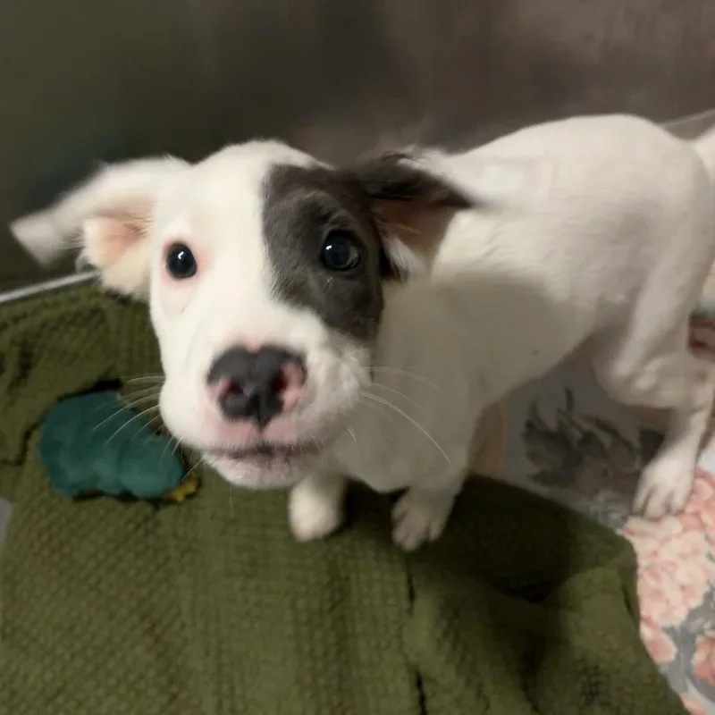 A baby small-sized male Black Australian Shepherd dog named Patches for adoption in Wilmington, DE