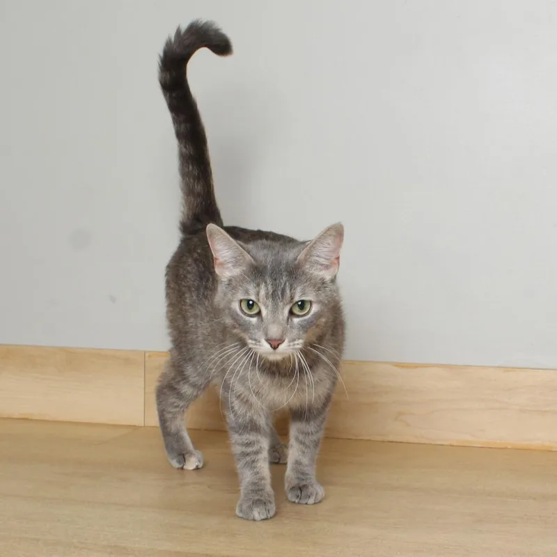 A young medium-sized female Gray / Blue / Silver Domestic Short Hair cat named Kristin C for adoption in Minnetonka, MN