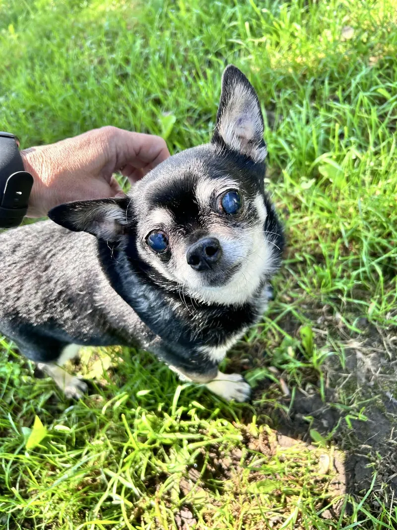 A senior small-sized male Chihuahua dog named Max for adoption in Saginaw, MI