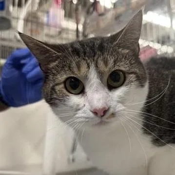 An adult medium-sized female Domestic Short Hair cat named Midge for adoption in New York, NY